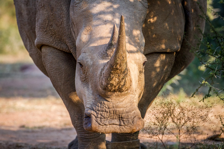 White rhino starring at the camera in South Africa.の写真素材