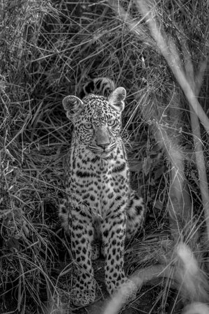 Young Leopard in between the grass in black and white in the Kruger National Park, South Africa.