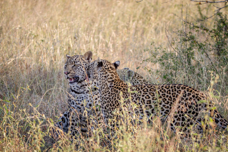 Mother Leopard and cub bonding in the grass in the Kruger National Park, South Africa.の写真素材