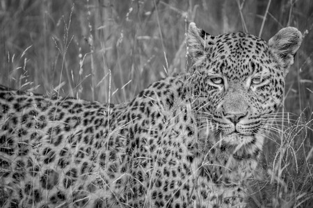 Leopard hiding in the high grass in black and white in the Kruger National Park, South Africa.の写真素材