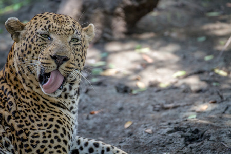 Big male Leopard grooming himself in the Kruger National Park, South Africa.の写真素材