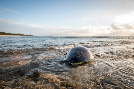 Female Green sea turtle swimming away in the Indian Ocean after having laid her eggs. Swahili Coast,...