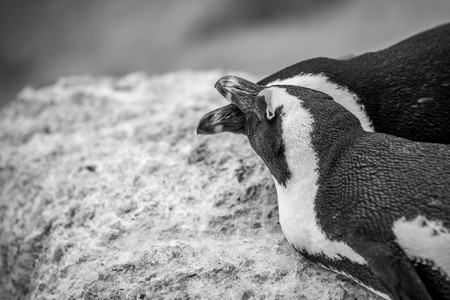 Two African penguins cuddling on a rock in black and white, South Africa.の写真素材