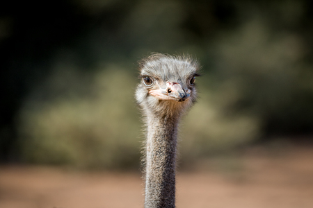 Close up of an Ostrich head in South Africa.の写真素材