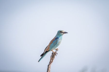 European roller on a branch in the Kruger National Park, South Africa.の写真素材