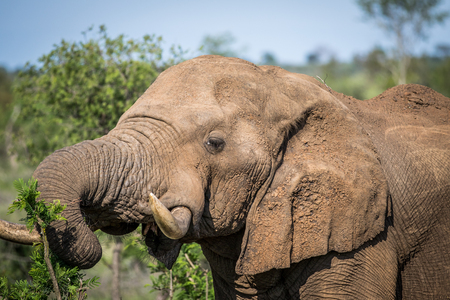 Close up of an African elephant in the Kruger National Park, South Africa.の写真素材