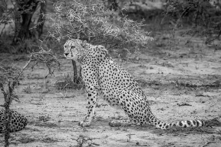 Cheetah sitting in the sand in black and white in the Kruger National Park, South Africa.の写真素材