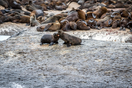 Cape fur seals sitting on a rock in the Ocean, South Africa.の写真素材