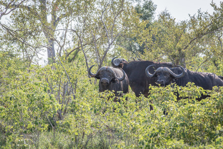 African buffaloes in the bushes in the Kruger National Park, South Africa.の写真素材
