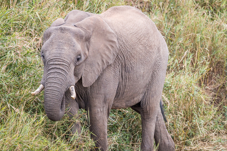 African elephant eating grass in the Welgevonden game reserve, South Africa.の写真素材