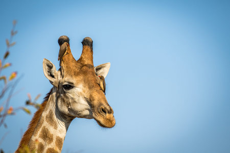 Close up of a male Giraffe head with Red-billed oxpeckers in the Kruger National Park, South Africa.