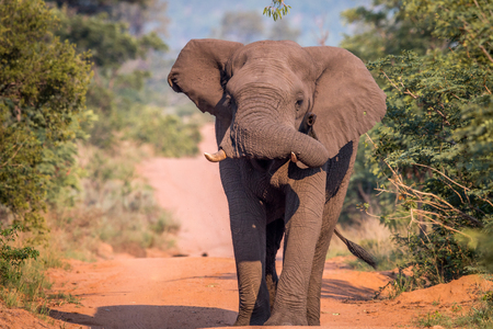 Big Elephant bull walking on the road in the Welgevonden game reserve, South Africa.の写真素材