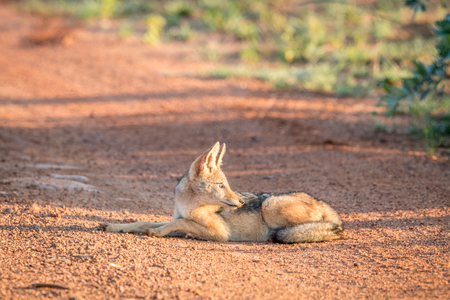 Young Black-backed jackal laying on the road in the Welgevonden game reserve,の写真素材
