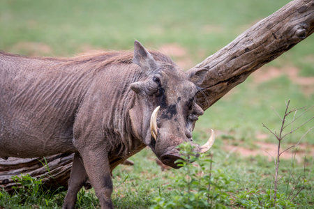 Male Warthog scratching himself on a branch in the Welgevonden game reserve, South Africa.の写真素材