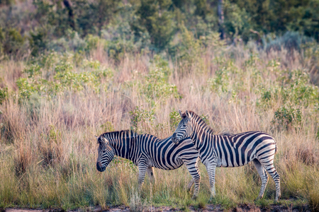 Two Zebras standing in the grass in the Welgevonden game reserve, South Africa.の写真素材