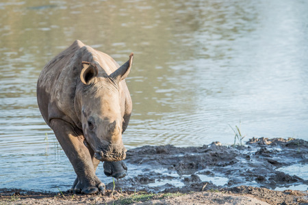 Baby White rhino calf playing in the water, South Africa.の写真素材