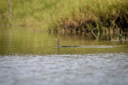 Reed cormorant swimming near the beach on the Swahili coast, Tanzania.の写真素材