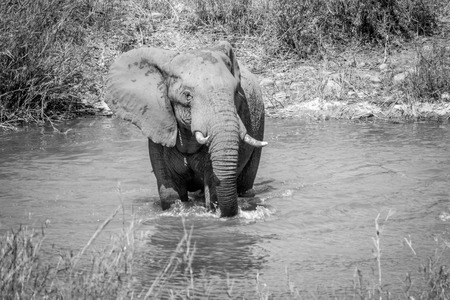 Elephant bull crossing a river in black and white in the Kruger National Park, South Africa.の写真素材