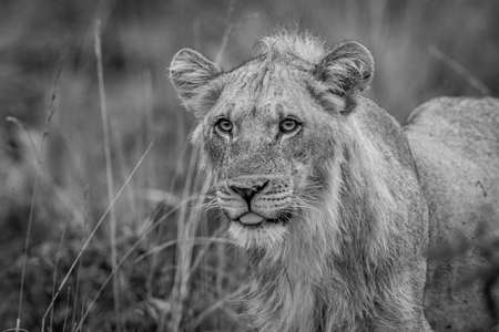 Close up of a young male Lion in the high grass in black and white in the Welgevonden game reserve, South Africa.の写真素材