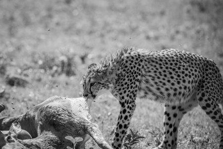 Cheetah feeding on an Impala kill in black and white in the Welgevonden game reserve, South Africa.の写真素材