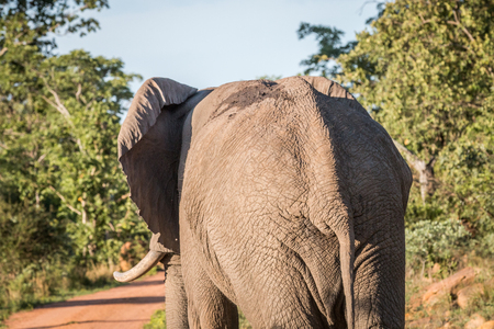 Big Elephant bull walking away from the camera in the Welgevonden game reserve, South Africa.の写真素材