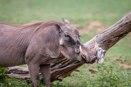 Male Warthog scratching himself on a branch in the Welgevonden game reserve, South Africa.の写真素材