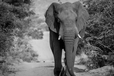 Big Elephant bull walking on the road in black and white in the Welgevonden game reserve, South Africa.の写真素材