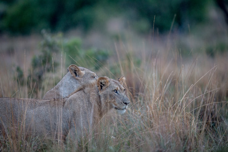 Two Lions standing in the high grass and looking in the Welgevonden game reserve, South Africa.の写真素材