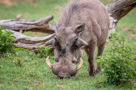 Male Warthog standing in the grass in the Welgevonden game reserve, South Africa.の写真素材