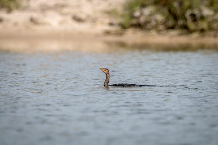 Reed cormorant swimming near the beach on the Swahili coast, Tanzania.