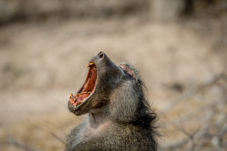 Chacma baboon yawning in the Kruger National Park, South Africa.の写真素材