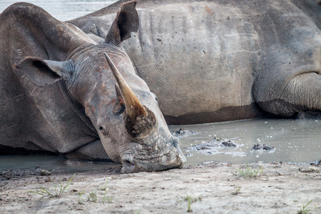 Close up of a White rhino laying down, South Africa.の写真素材