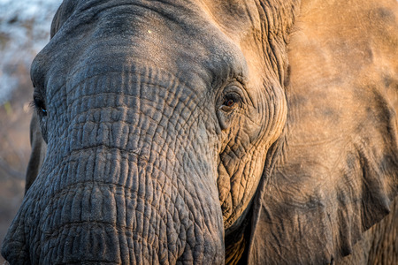 Close up of an Elephant head in the Kruger National Park, South Africa.の写真素材