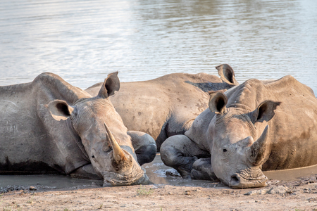 Group of White rhinos laying in the water, South Africa.の写真素材
