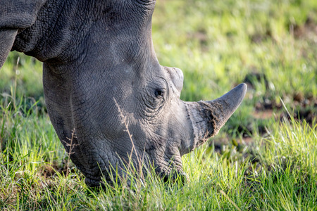 Close up of a White rhino grazing, South Africa.の写真素材