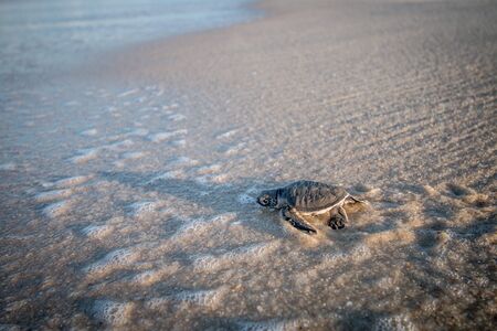 Baby Green sea turtle on the beach on the Swahili coast, Tanzania.の写真素材