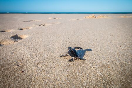 Green sea turtle hatchling on the beach on the Swahili Coast, Tanzania.の写真素材