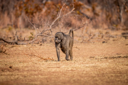 Chacma baboon walking in the grass in the Welgevonden game reserve, South Africa.の写真素材
