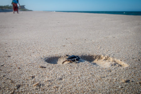 Green sea turtle hatchling on the beach on the Swahili Coast, Tanzania.