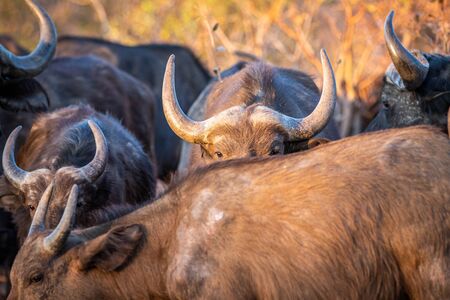 African buffalo hiding behind another buffalo in the Welgevonden game reserve, South Africa.の写真素材