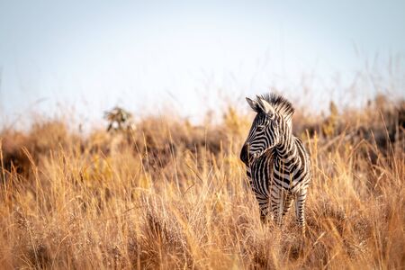Young Zebra standing in the high grass in black and white the Welgevonden game reserve, South Africa.の写真素材