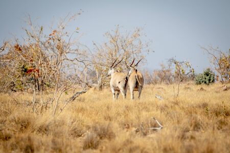 Two Elands walking away in the grass in the Welgevonden game reserve, South Africa.の写真素材