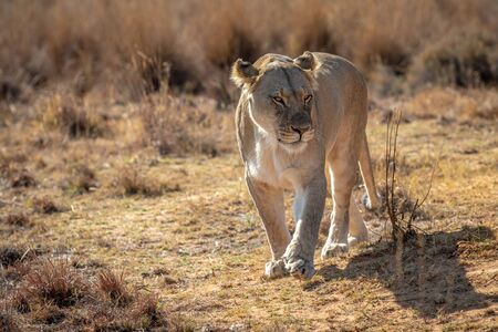 Lioness walking towards the camera in the Welgevonden game reserve, South Africa.の写真素材