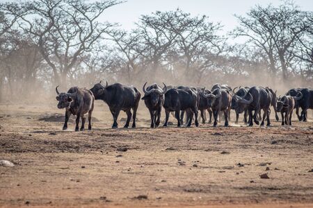 Big herd of African buffalos on an open plain in the Welgevonden game reserve, South Africa.の写真素材