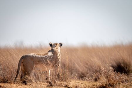 Lioness standing in the grass and scanning the surroundings in the Welgevonden game reserve, South Africa.の写真素材