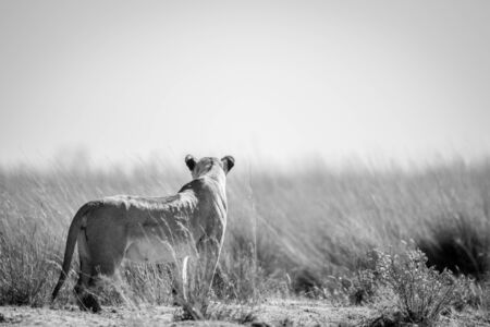 Lioness standing in the grass and scanning the surroundings in black and white in the Welgevonden game reserve, South Africa.の写真素材