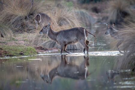 Waterbuck crossing a small river in the Welgevonden game reserve, South Africa.の写真素材
