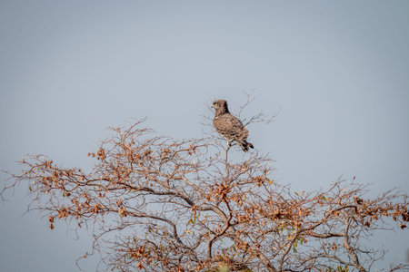 Brown snake eagle sitting in a tree in the Welgevonden game reserve, South Africa.の写真素材