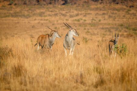 Herd of Eland standing in the high grass in the Welgevonden game reserve, South Africa.の写真素材