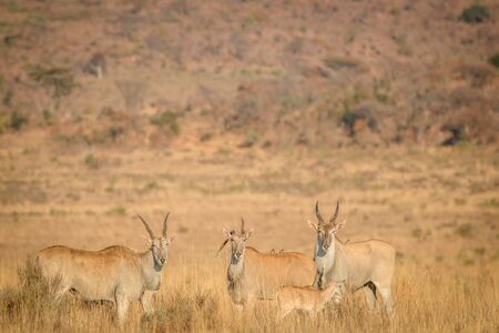 Herd of Eland standing in the high grass in the Welgevonden game reserve, South Africa.の写真素材